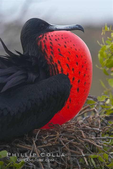 Magnificent Frigatebird Fregata Magnificens North Seymour Island