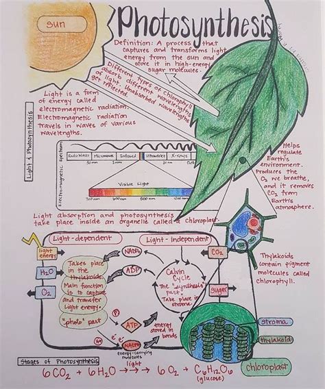 Notebook Inspo Photosynthesis Biology Notes Photosynthesis And Cellular Respiration Biology