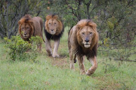 Three lions on a shirt, jewels remain still gleaming. A Lion's Roar: Let's Discuss |Londolozi Blog