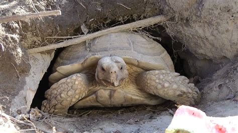 Sulcata Tortoise Coming Out Of Her Burrow Youtube