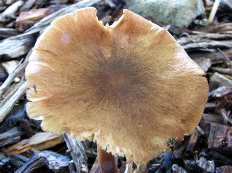 Fungi Growing In Wood Chips 22 Cairns Australia Different Flickr
