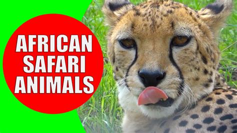 African Animals For Kids Kiddopedia