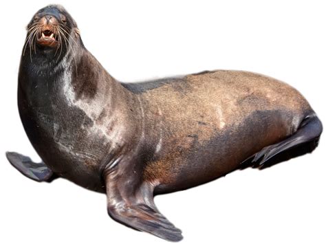 Common Grey Harbor Seal Png Transparent Image Png Mart