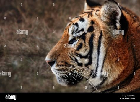 Tiger Portrait Of A Tiger Stock Photo Alamy