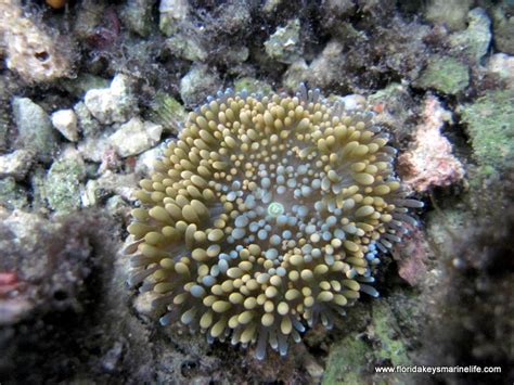 Orange Ricordea Florida Keys Marine Life