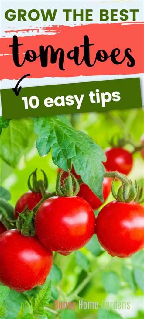 Best Tomato Growing Tips And Secrets To Better Tomatoes Growing