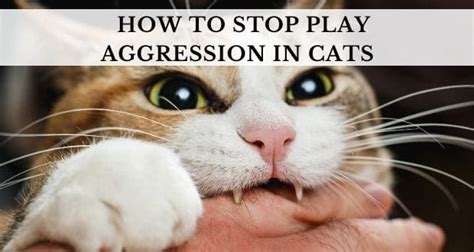 How To Deal With Cat Aggressive Behavior Buzzypet