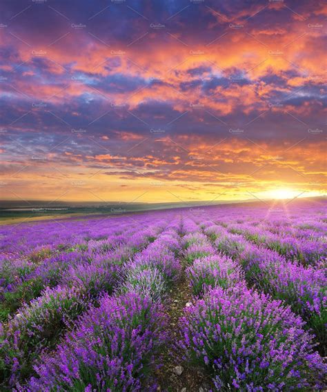 Meadow Of Lavender Landscape Nature Stock Photo Containing Lavender And