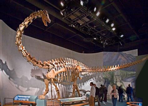 Check spelling or type a new query. Dinosaur skeleton: Diplodocus tongus, a long-necked dinosaur of the late Jurassic Period, 150 ...