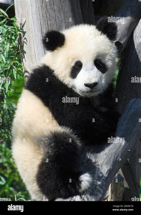 Panda Gigante Großer Panda Pandabär Ailuropoda Melanoleuca