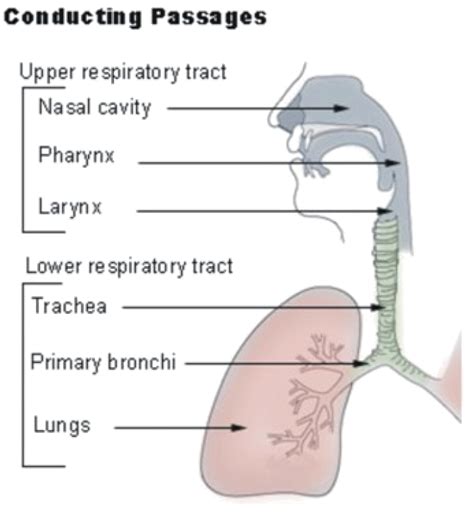 Respiratory System ‹ Opencurriculum