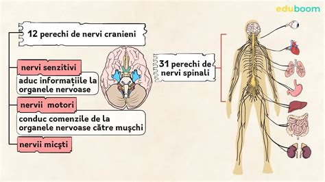 Trunchiul Cerebral și Nervii Cranieni Biologie Clasa A 7 A