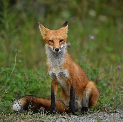 Renard Roux Red Fox Raymond Ladurantaye Flickr