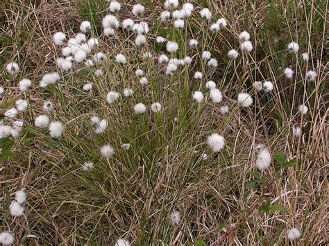 How To Grow Use And Care For Tussock Cottongrass Eriophorum Vaginatum