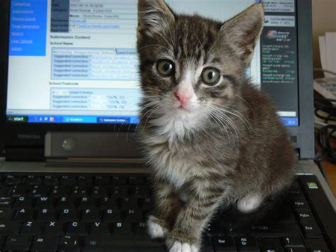 To finish editing the file, press ctrl+d. Midge cat and computer | Midge, our new young kitten cat ...