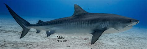 Maui Tiger Shark