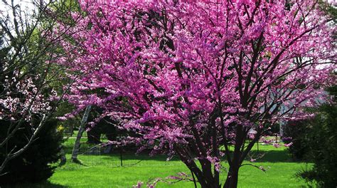 7 Small Flowering Trees Best For Dallas Fort Worth Dallas Fort Worth