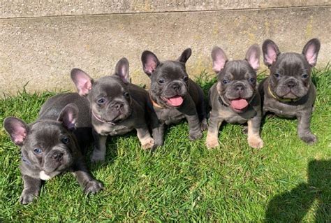 2,432 likes · 35 talking about this. French Bulldog Puppies For Sale | Nashville, TN #327627