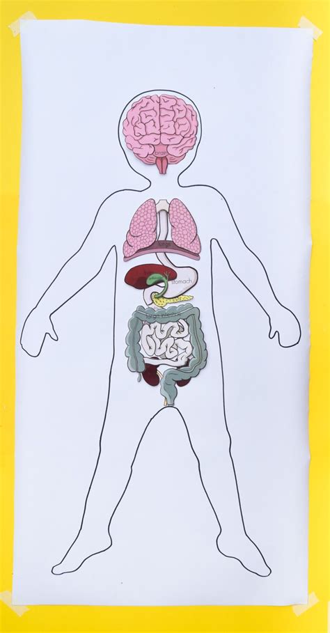 Free Printable Life Size Organs For Studying Human Body Anatomy With