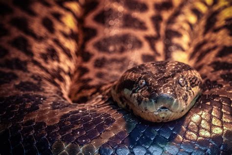 15 Interesting Facts About Anacondas Interesting Animal Facts