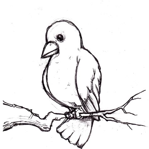 The Art Of Kelly Knopp Bird Sketch