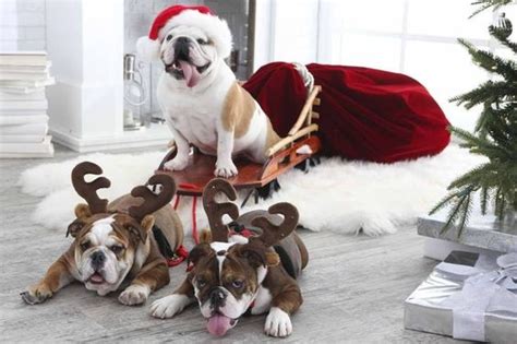 Cute English Bulldogs Dressed For Christmas Inside Dogs World
