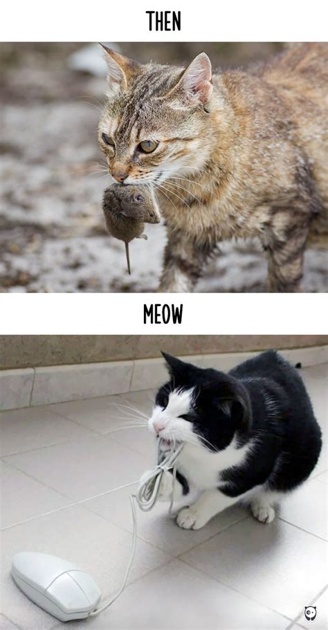 Then Vs Meow How Technology Has Changed Cats Lives 15 Pics Bored