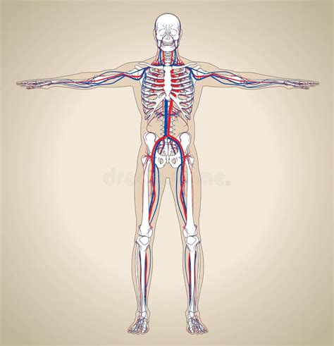 Sistema Circulatorio Masculino Ilustración Vectorial De La Circulación