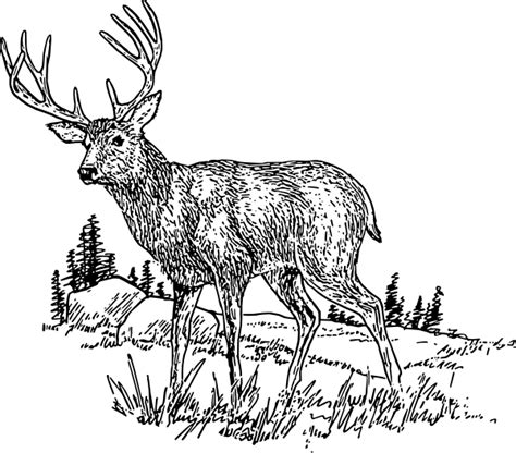 Whitetail Deer Jumping Clipart Clipart Kid 2