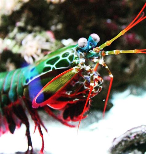 Peacock Mantis Shrimp Baltimore Aquarium Untitled