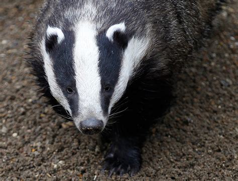 Badger Cull Sets Off A Fight In Britain The Washington Post