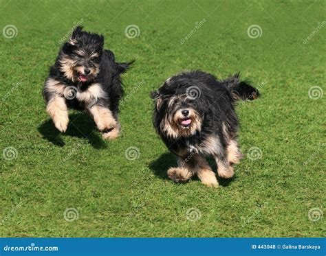 Two Happy Dogs Stock Photo Image Of Meadow Nature Together 443048