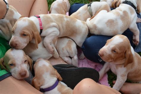 They were born nov 22, 2020 and will be ready to go to their forever home jan 15, 2021. Bracco Italiano Puppies for Sale - SLATE LICK GUNDOGS
