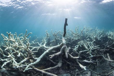 The Great Barrier Reef Just Sustained Massive Damage Can It Ever