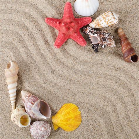 Sea Shell As A Background Stock Photo Image Of Coast 21875064