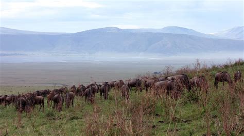 Ngorongoro Crater Safari Ngorongoro Safaris Tanzania Odyssey