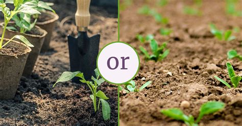 Transplanting Vs Direct Seeding Choosing The Best Planting Method Sow Many Plants