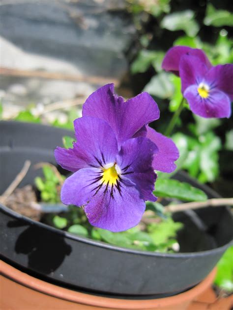 My Little Purple Pansy Img1263 Purple Pansy In A Pot Hid Flickr