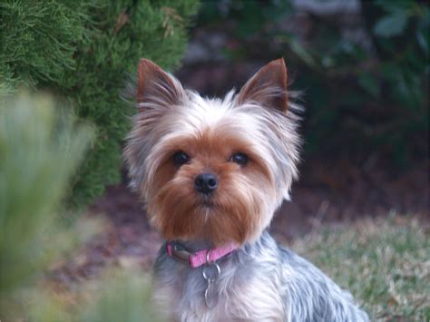 Cannot be used on partners. small dog breeds for adoption in michigan