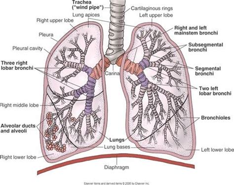 A section header to choose the location of the parenchyma in the lung. pulmonary parenchyma - Google Search | Respiratory system anatomy, Respiratory system, Anatomy ...