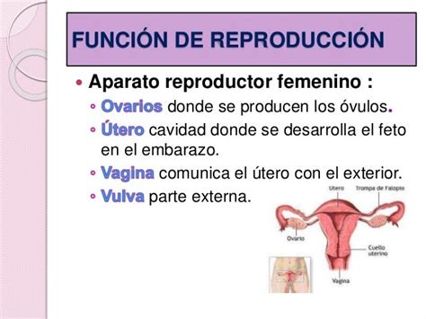 Las Funciones Vitales