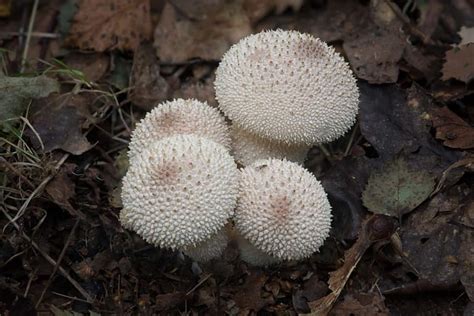 4 Common Mushrooms In West Virginia Star Mushroom Farms