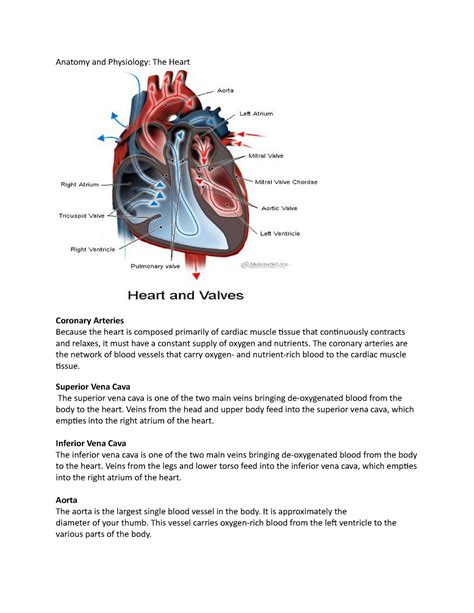 Anatomy And Physiology Of Heart Anatomy And Physiology The Heart