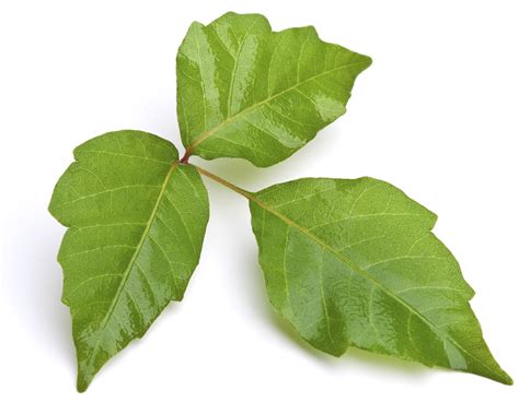 How To Avoid Poison Ivy Scars Necps