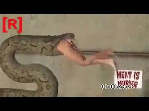 Snake Eating Girl Rare Clip Youtube