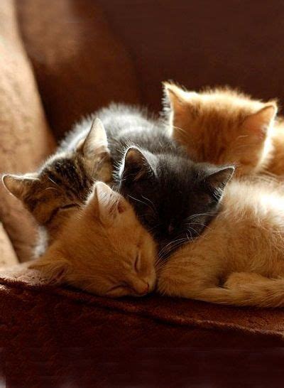 ღ ♣༻dior༺ ♣ ღ Kittens Cutest Cats Cute Animals