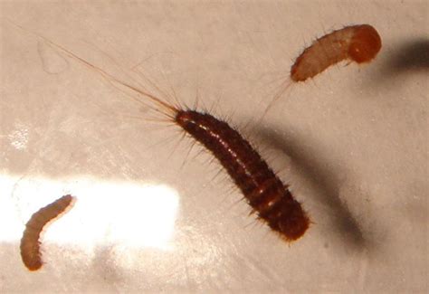Photos Of Carpet Beetle Bites