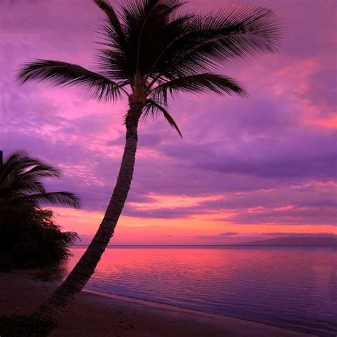 Beach Purple Sunset Backdrop 388 Landscapephotos Nature