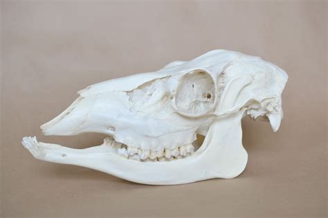 Mule Deer Doe Skull Real Skeleton Taxidermy Elk Moose Etsy