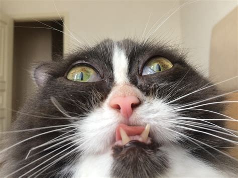 When You Accidentally Turn On The Front Camera Cats